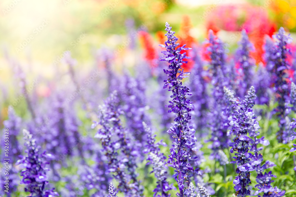 Naklejka premium Beautiful lavenders close up in the garden with blurred larvender field background.