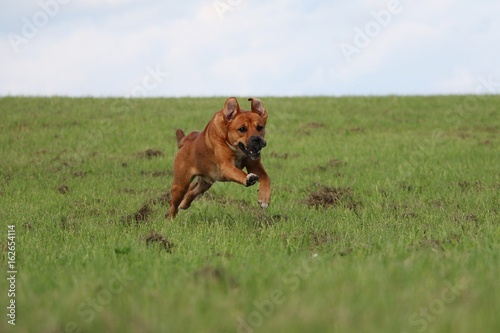 brauner hund hat spaß im park mit einem ball