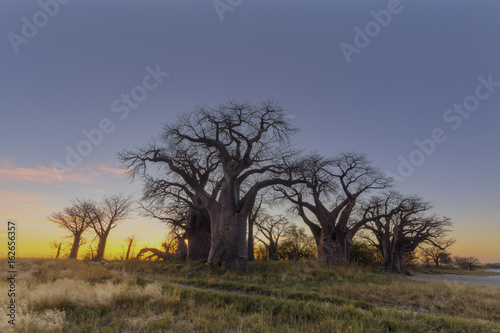 Baines Baobab's at sunrise