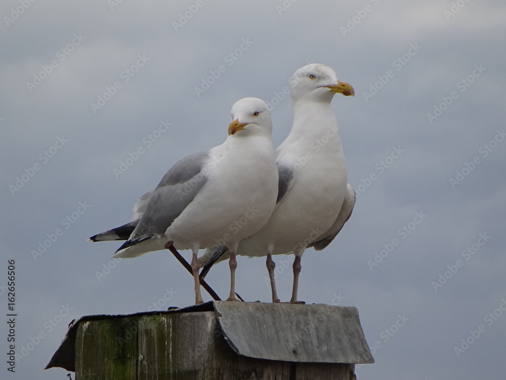 möwen gull möwen gull