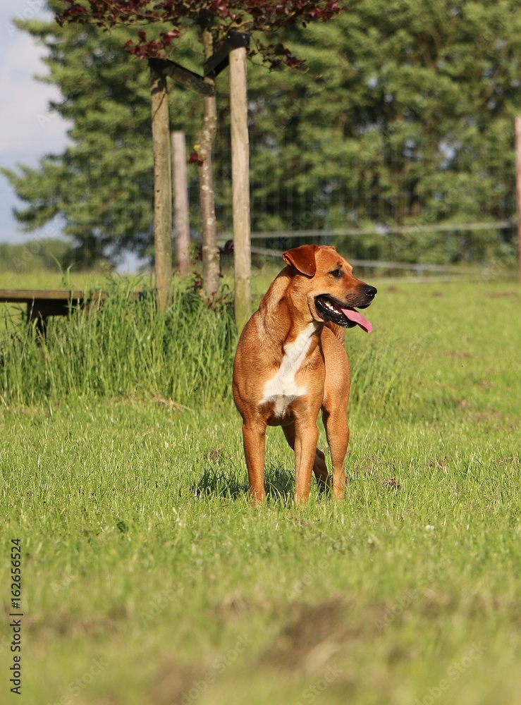 brauner mischlingshund steht im garten brauner mischlingshund steht im garten