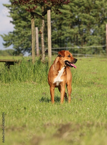 brauner mischlingshund steht im garten