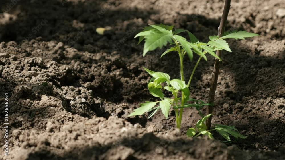 Solanum lycopersicum in the garden 4K 2160p 30fps UltraHD footage - Organic tomato plantation close-up 3840X2160 UHD video Solanum lycopersicum in the garden 4K 2160p 30fps UltraHD footage - Organic tomato plantation close-up 3840X2160 UHD video