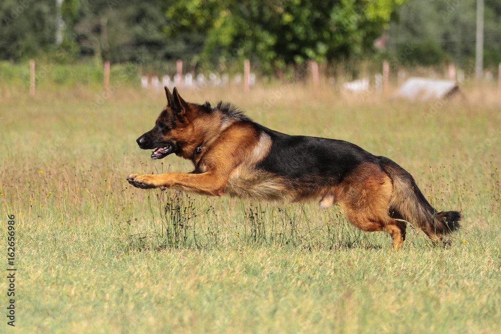 German Shepherd dog