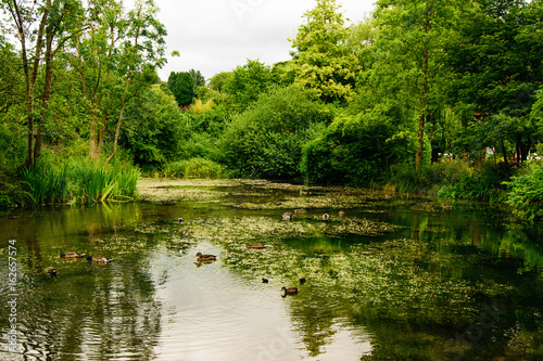 Countryside landscape. Lake with ducks