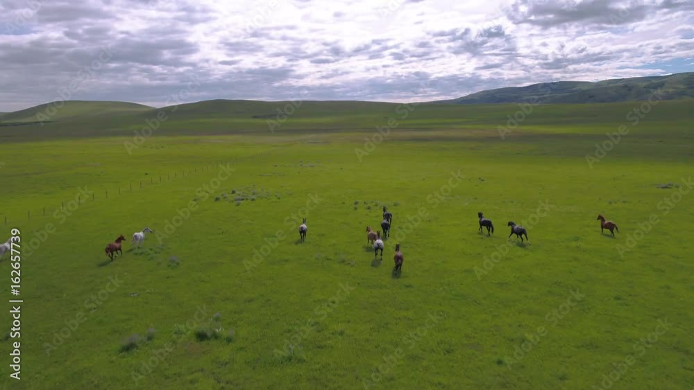 Aerial Montana Wild Horses Running June 2017 4K Inspire 2 ProRes Aerial Montana Wild Horses Running June 2017 4K Inspire 2 ProRes