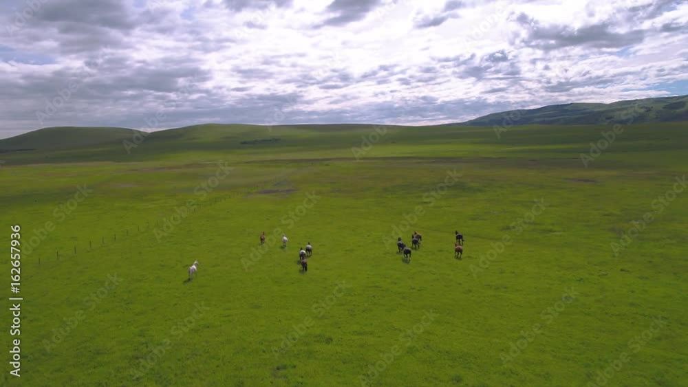 Aerial Montana Wild Horses Running June 2017 4K Inspire 2 ProRes Aerial Montana Wild Horses Running June 2017 4K Inspire 2 ProRes