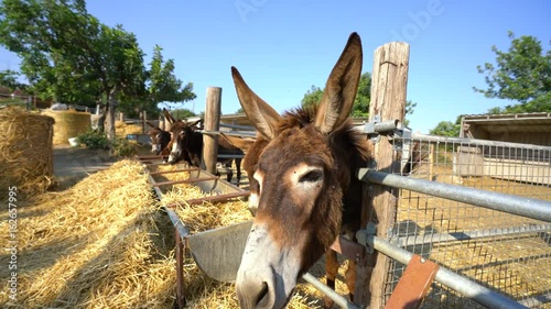 Some donkeys eating hay on a farm on Cyprus island