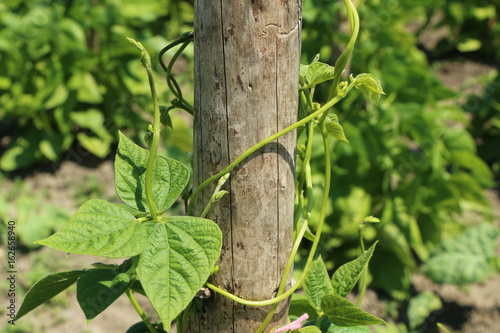 bean plant, Stangenbohne