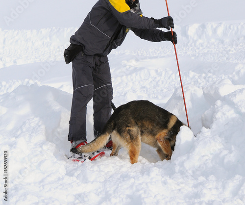 German shepherd dog rescue dog on snow