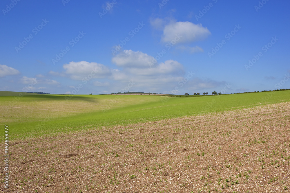 Obraz premium chalky soil and pea crop