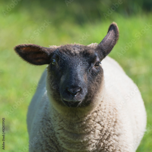  Sheep in the field, funny head 