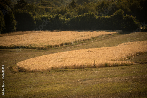 Fields of wheat in mountain