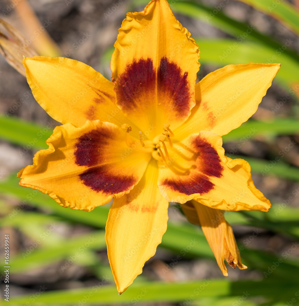 Fototapeta premium daffodil