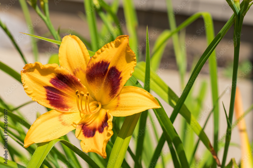 Fototapeta premium Lily Flower