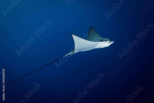 Spotted Eagle Ray - Aetobatus ocellatus - swimming in the blue. Taken in Komodo National Park, Indonesia. photo