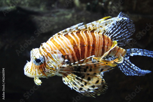 Aquariums or collection of fish