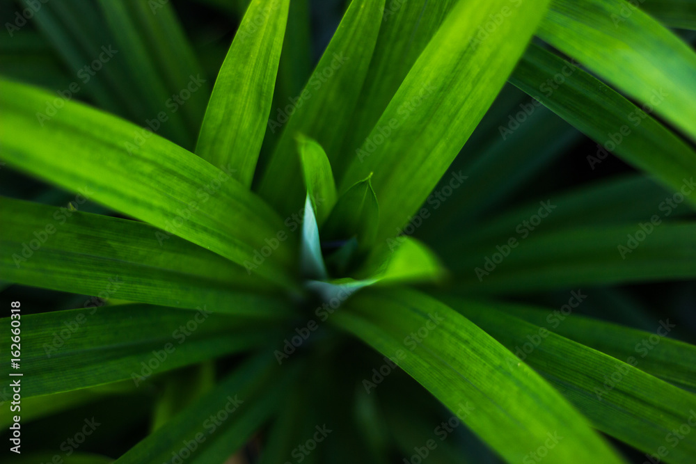 Obraz premium Pandan green
