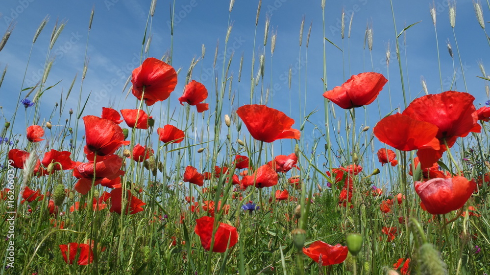 Obraz premium Mohnblumen auf Rügen, Groß_Zicker im Juni 2017