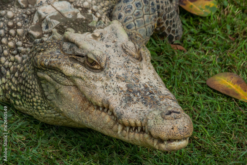 Fototapeta premium Thai freshwater crocodile