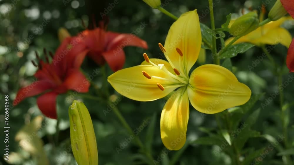 Lilium bulbiferum yellow flower pistil and stamens shallow DOF 4K 2160p 30fps UltraHD footage - Tiger lily plant macro details close-up 3840X2160 UHD video 