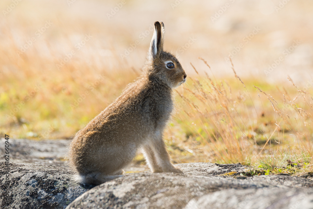 Lepus timidus. Mountain hare close-up in summer pelage, sits on the stones under the sunlight. Lepus timidus,also known as tundra hare, variable hare, white hare, snow hare, alpine hare, blue hare