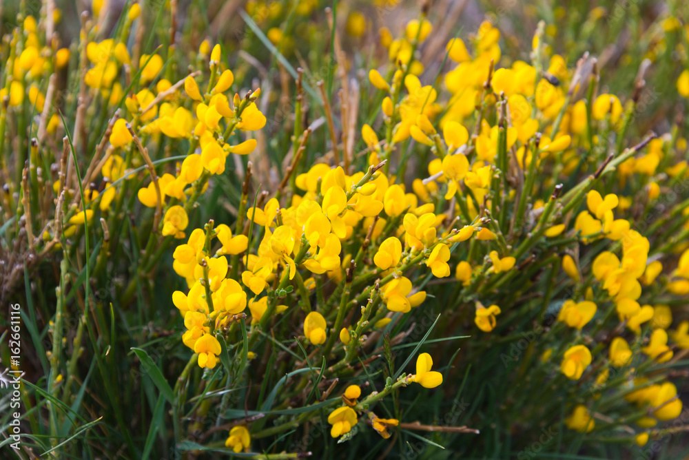 Obraz premium spanish broom