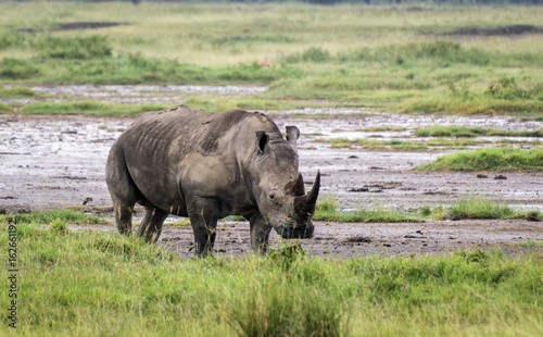 Grazing rhinoceros in grass in Lake Nakuru National Park in Kenya