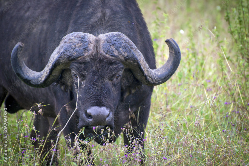 Grazing buffalo in Lake Nakuru National Park Grazing buffalo in Lake Nakuru National Park