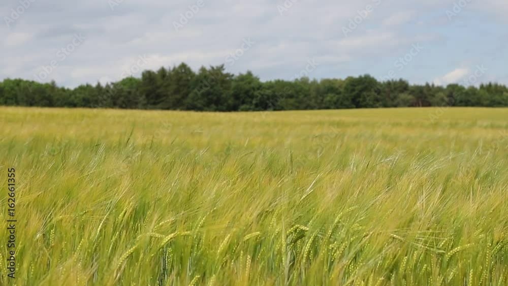 Barley field in the wind at countryside. Young barley plants in the field. Focus on a field. Barley field in the wind at countryside. Young barley plants in the field. Focus on a field.