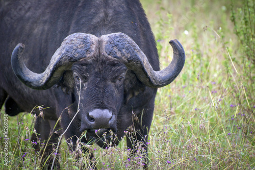 Grazing buffalo in Lake Nakuru National Park © Vladimira