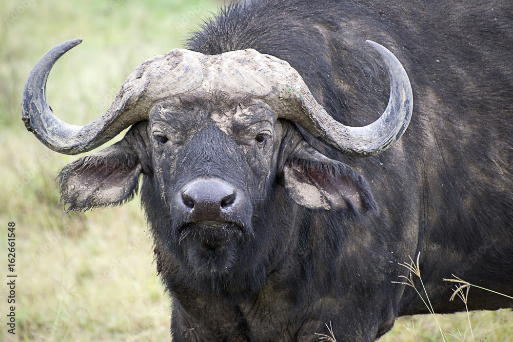 Head of the buffalo in Lake Nakuru National Park Head of the buffalo in Lake Nakuru National Park