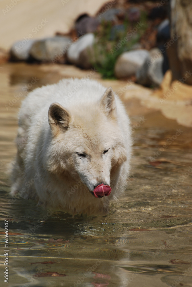 Naklejka premium Captivating White Wolf Drinking Water In the Summertime