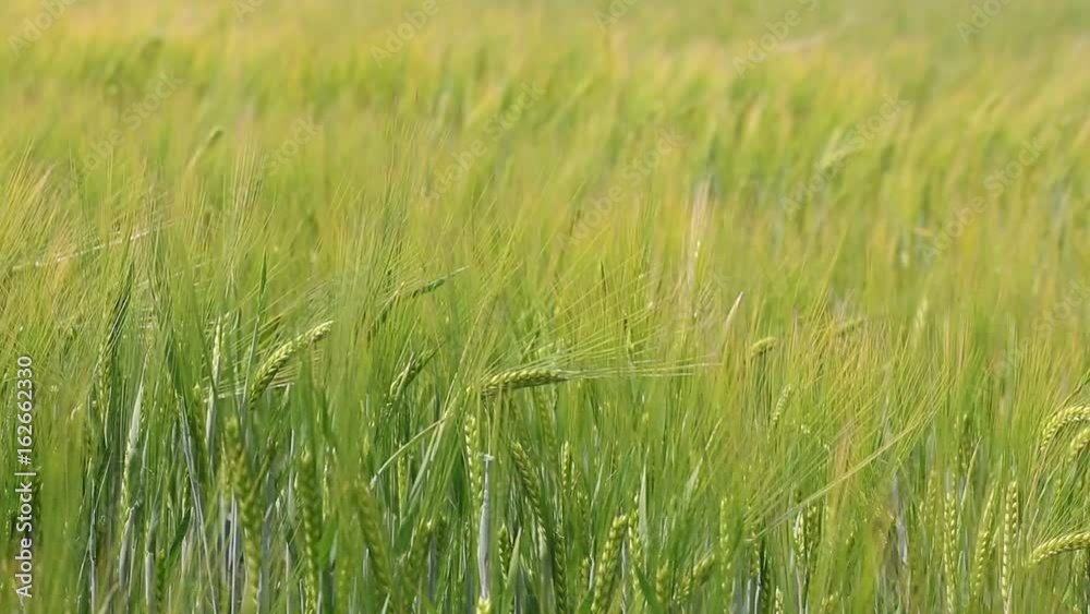 Barley field in the wind at countryside. Young barley plants in the field. Blurred background. Barley field in the wind at countryside. Young barley plants in the field. Blurred background.