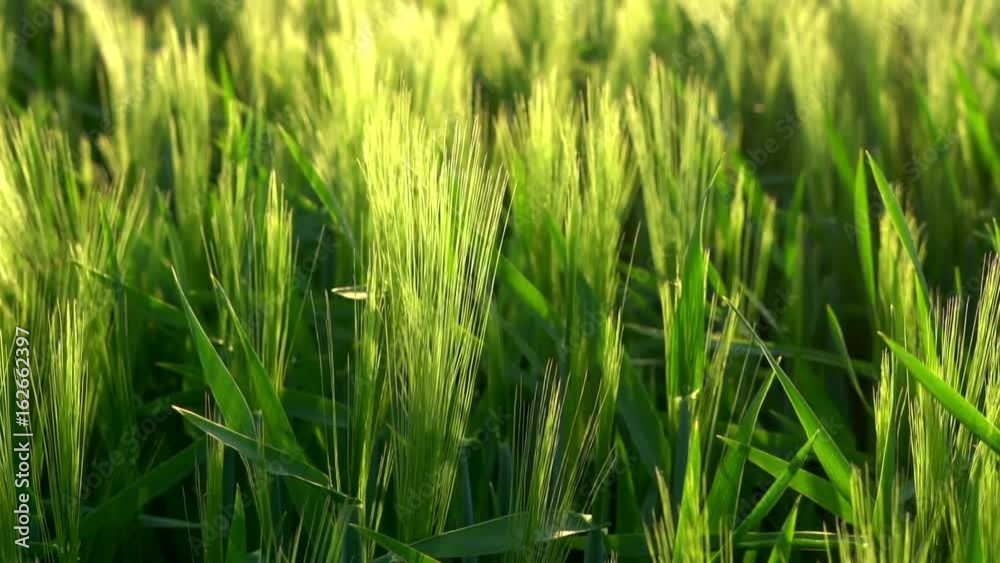 Getreidewachstum - Gerstenähren bewegen sich im Gegenlicht der untergehenden Sonne