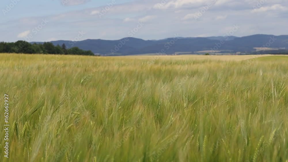 Barley field in the wind at countryside. Young barley plants in the field. Focus on a field. Barley field in the wind at countryside. Young barley plants in the field. Focus on a field.