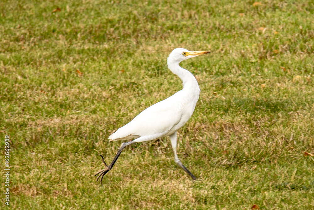 Obraz premium Running Egret on Oahu, Hawaii