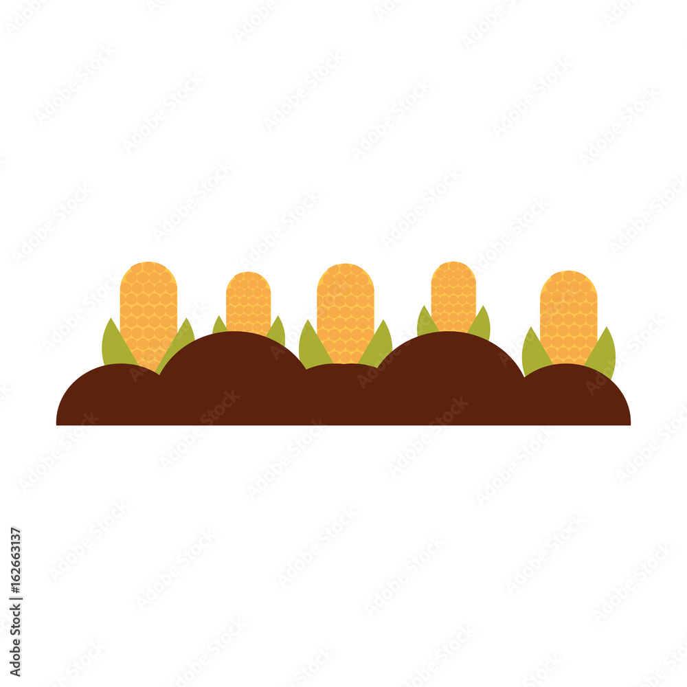 corn cultivation isolated icon vector illustration design