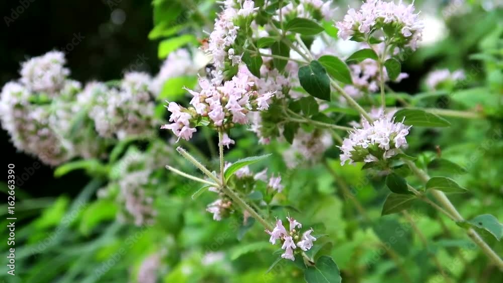oregano oregano