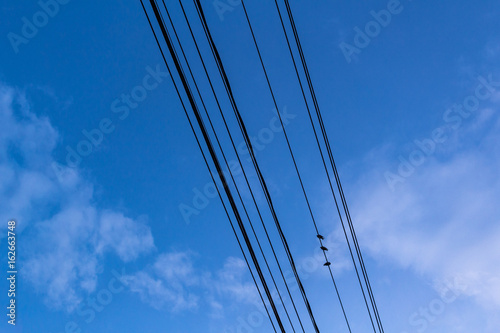 Birds on a Wire