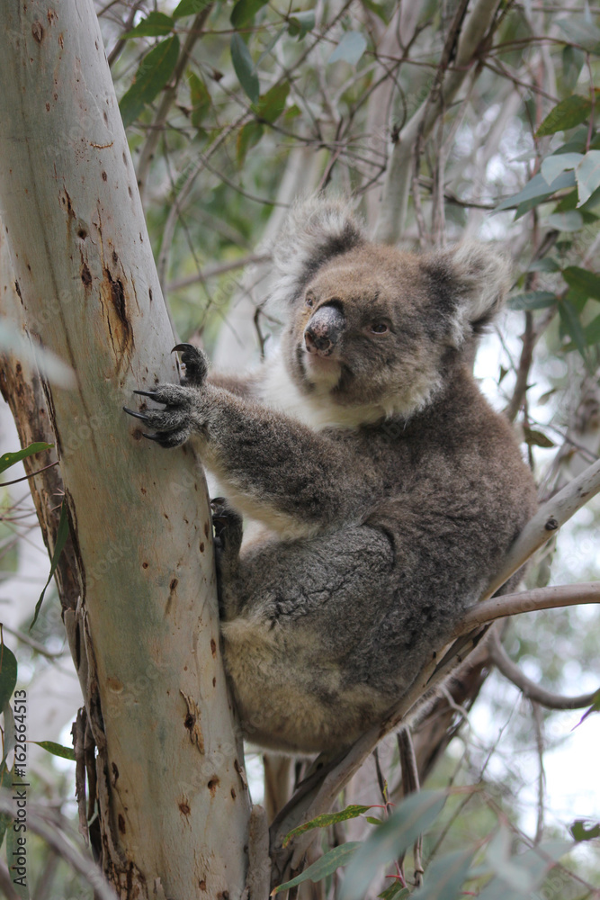 Fototapeta premium Koala sleeping in eucalyptus tree