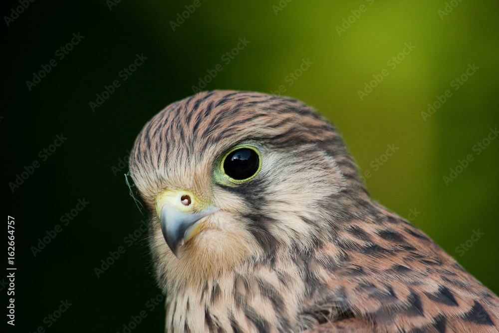 Portrait eines Turmfalken