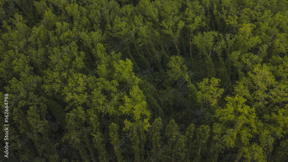 Fototapeta premium Vista aerea su una parte di foresta con cespugli e alberi molto alti