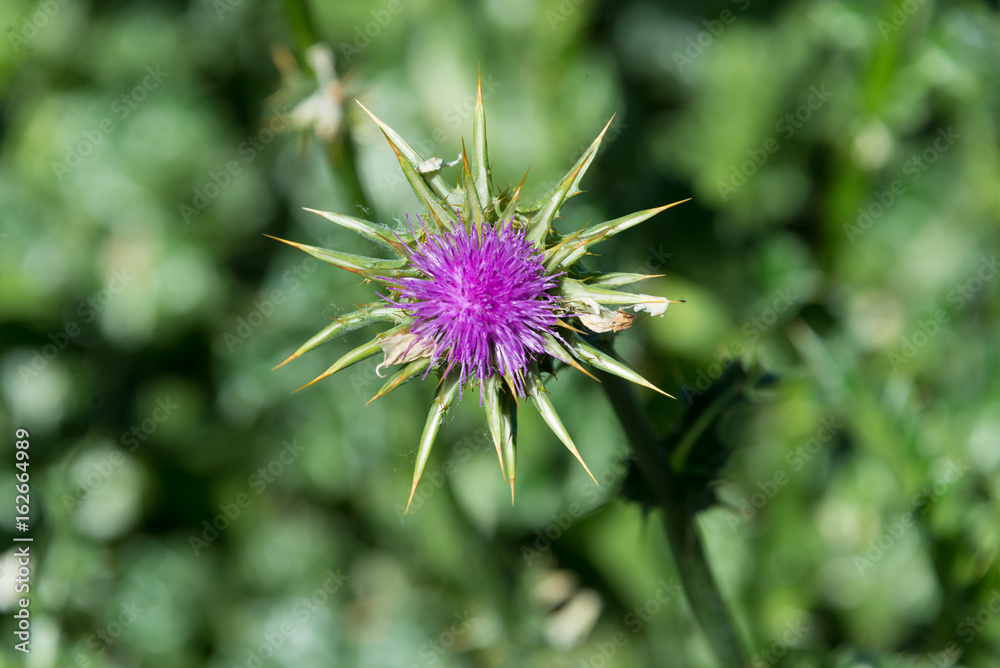 thistle in sierra nevada, andalusia, spain thistle in sierra nevada, andalusia, spain