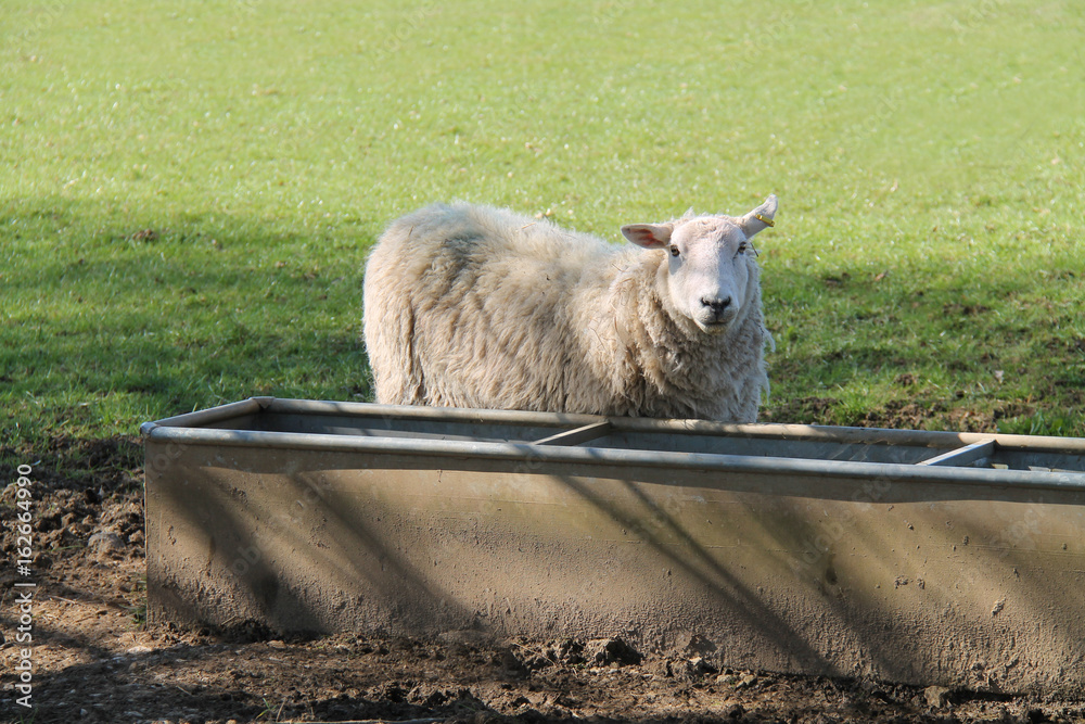 Naklejka premium An Adult Ewe Sheep at an Agricultural Water Trough.