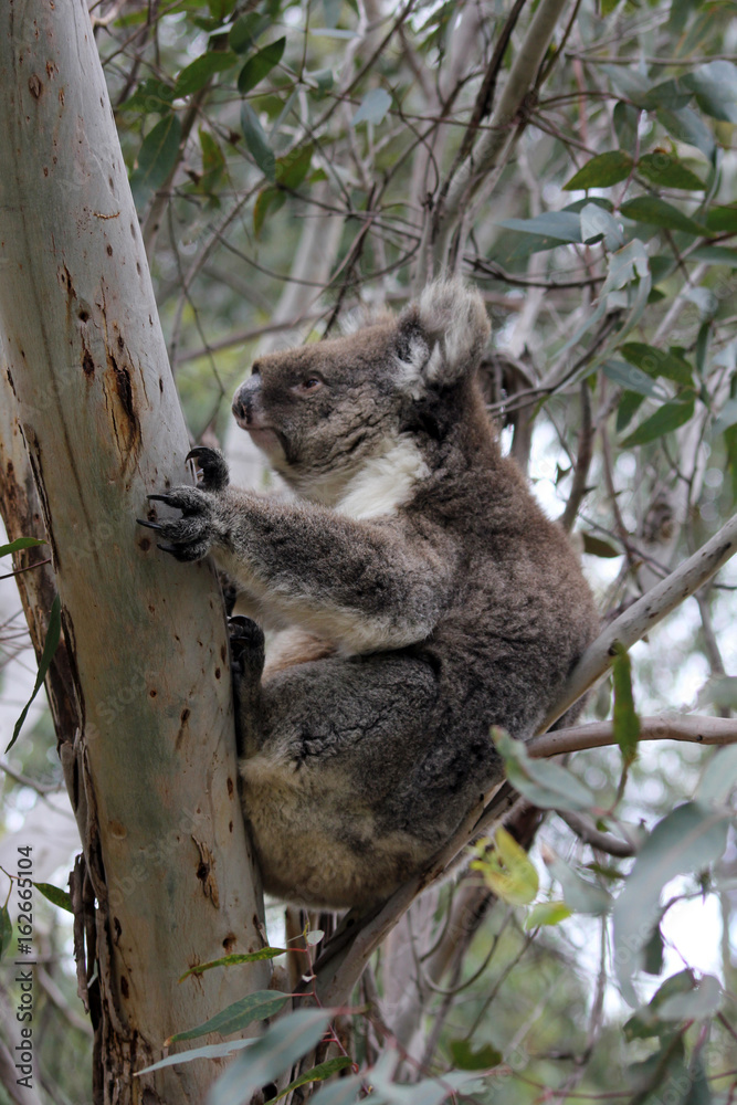 Obraz premium Koala sleeping in eucalyptus tree