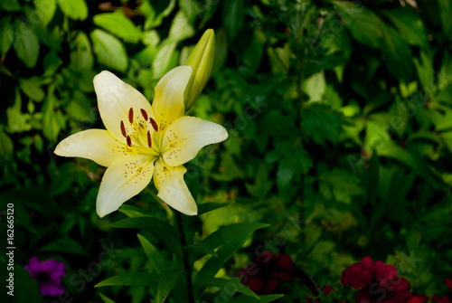 One big yellow beautiful lily flower on a green blurry background of a garden with flowers of other colors on a bright summer day