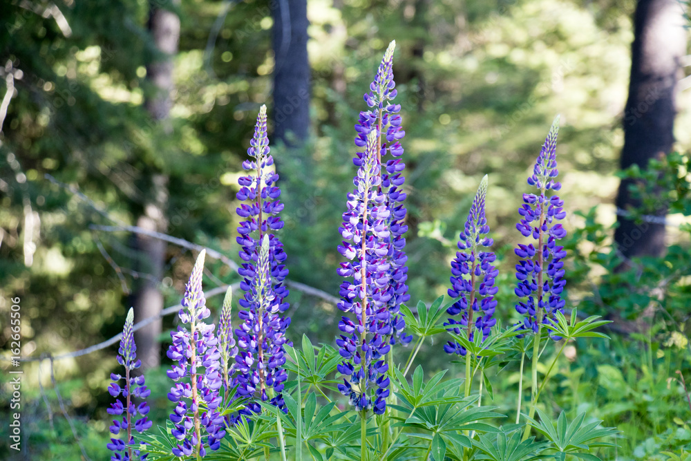 Obraz premium Flowers in Montana
