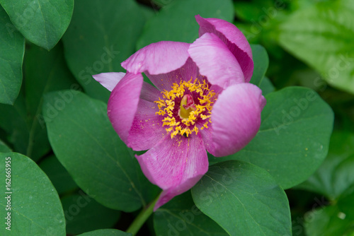 Plakat w ramie peony