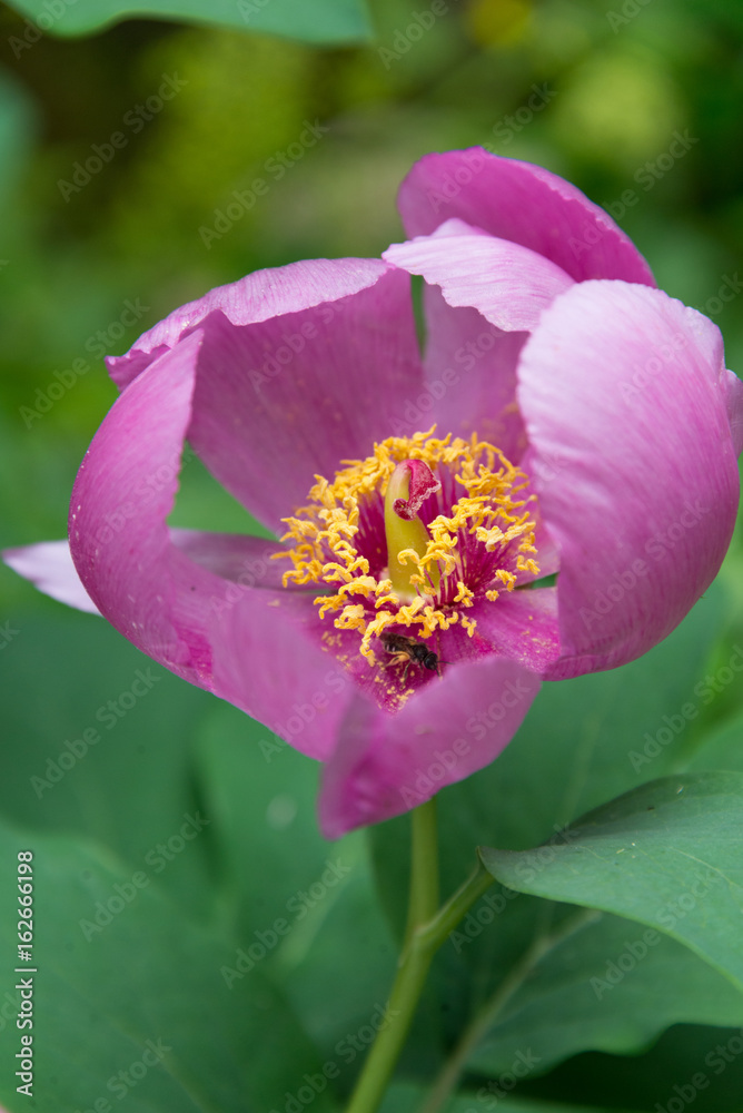 Obraz premium peony
